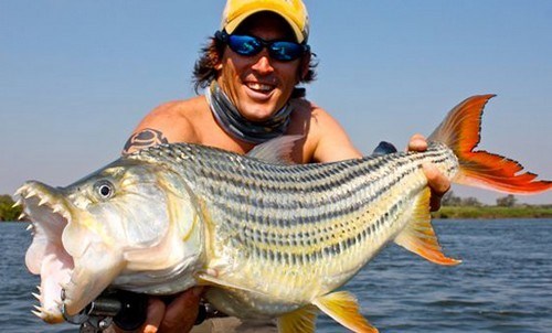 Câu cá hổ piranha